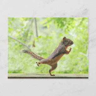 Cute Squirrel Doing Tai Chi Postcard