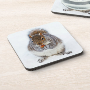 Cute Squirrel Eating a Nut Coaster