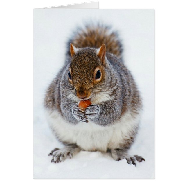 Cute Squirrel Eating a Nut Photo (Front)