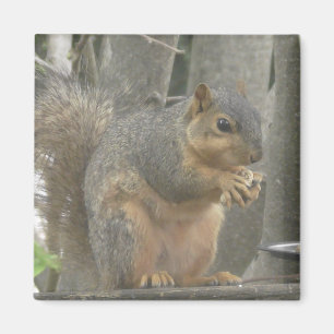 Cute Squirrel Eating a Nut Photo Magnet