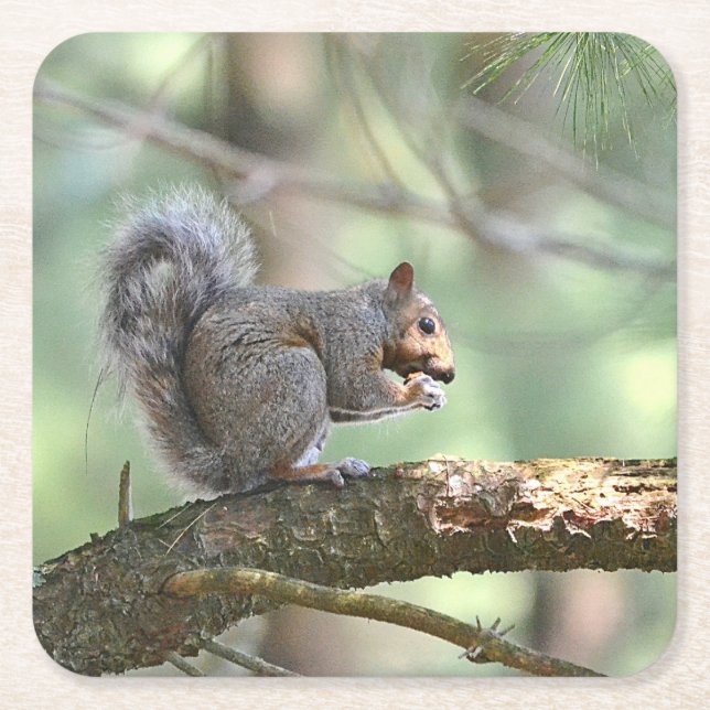 Cute Squirrel Eating Lunch Party Coaster (Front)