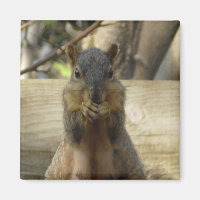 Cute Squirrel eating Nut Photograph Kitchen Magnet (Front)