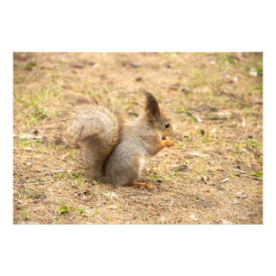 Cute squirrel eats a nut photo