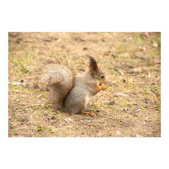 Cute squirrel eats a nut photo (Front)