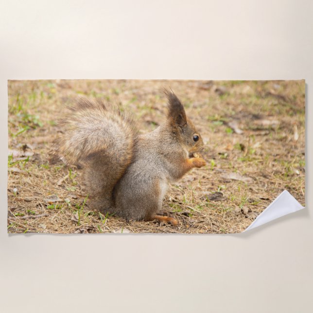 Cute squirrel eats a nut photo beach towel (Front)