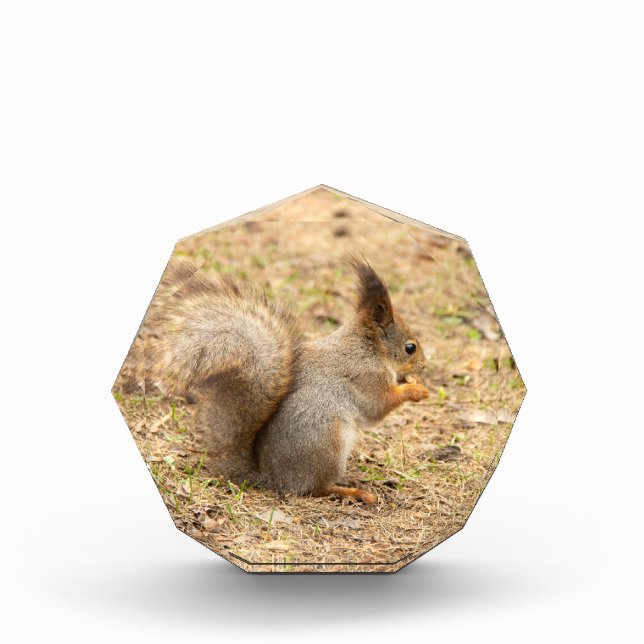 Cute squirrel eats a nut photo block (Front)