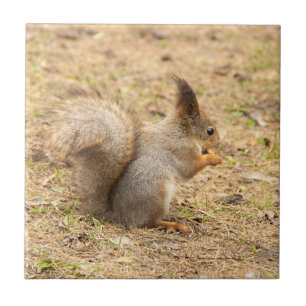 Cute squirrel eats a nut photo ceramic tile