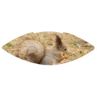 Cute squirrel eats a nut photo