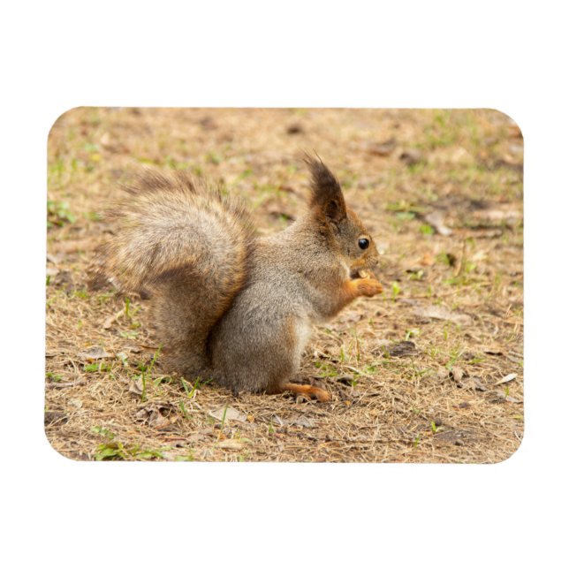 Cute squirrel eats a nut photo magnet (Horizontal)