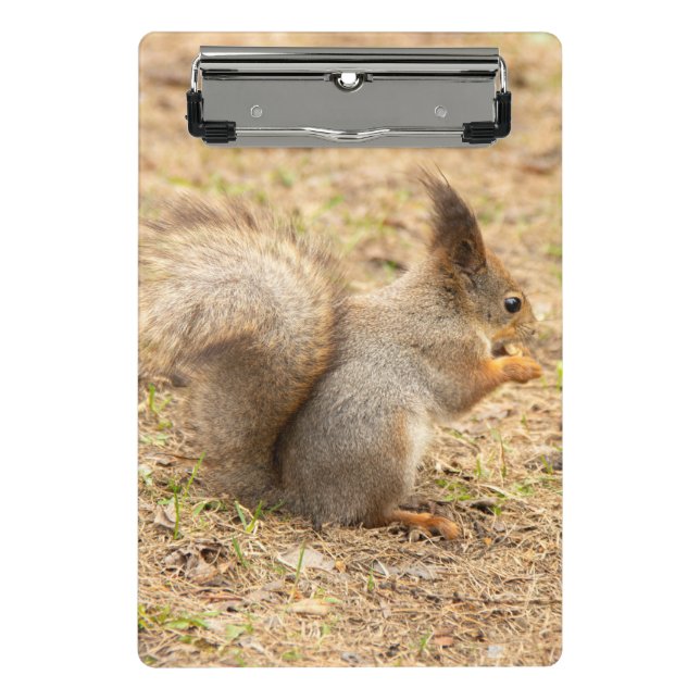 Cute squirrel eats a nut photo mini clipboard (Front)