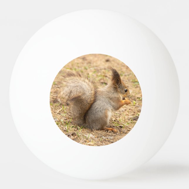 Cute squirrel eats a nut photo ping pong ball (Front)