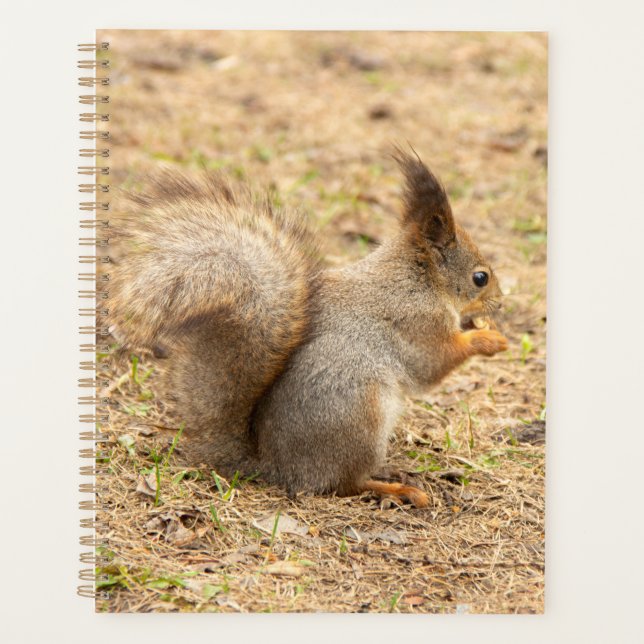 Cute squirrel eats a nut photo planner (Front)