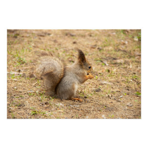 Cute squirrel eats a nut photo poster