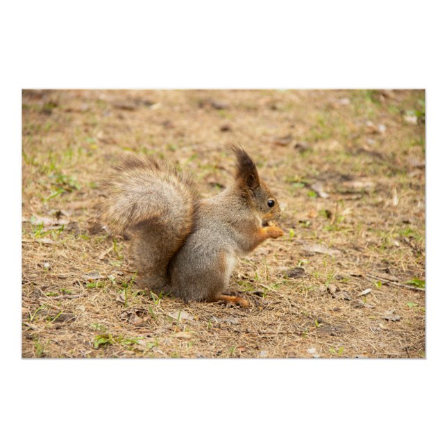 Cute squirrel eats a nut photo poster (Front)