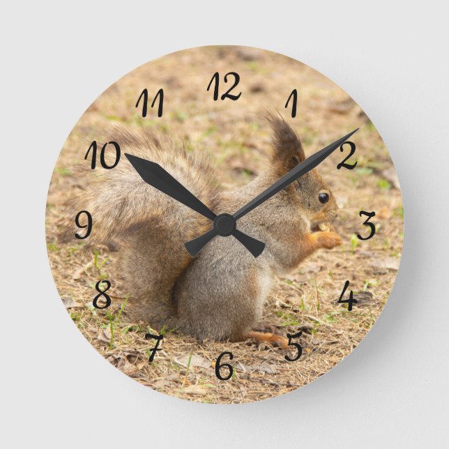 Cute squirrel eats a nut photo round clock (Front)