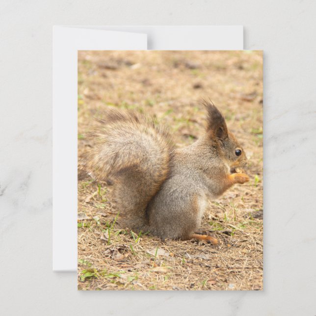 Cute squirrel eats a nut photo RSVP card (Front)