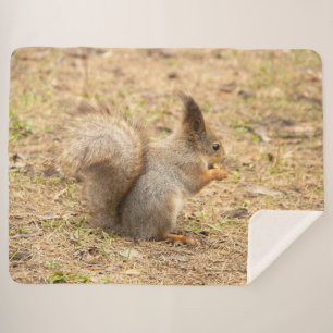 Cute squirrel eats a nut photo sherpa blanket