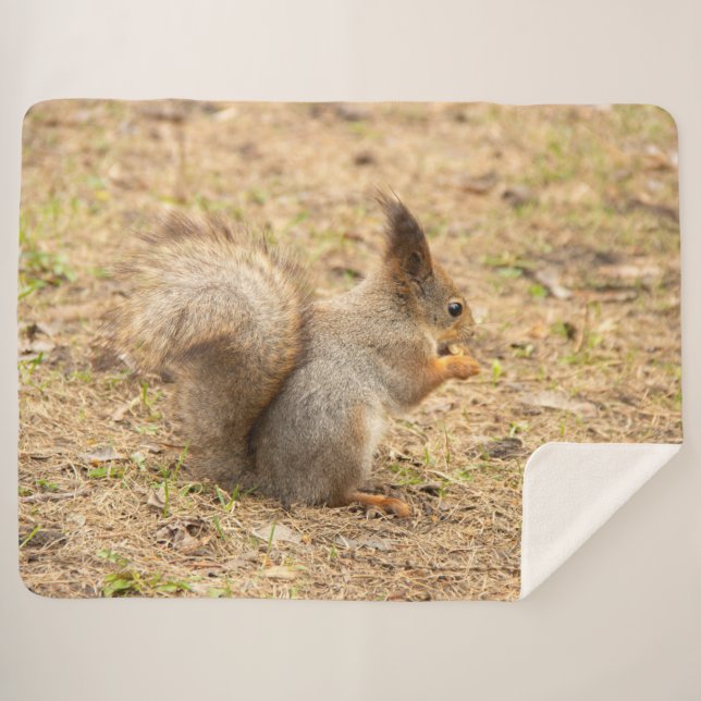 Cute squirrel eats a nut photo sherpa blanket (Front (Horizontal))