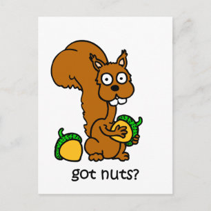 Cute squirrel got nuts postcard