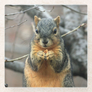 Cute Squirrel Having a Snack Glass Coaster