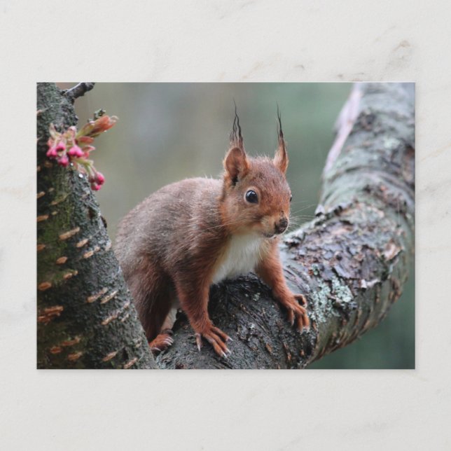 Cute squirrel in a tree postcard (Front)