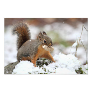 Cute Squirrel in Snow with Peanut Photo Print