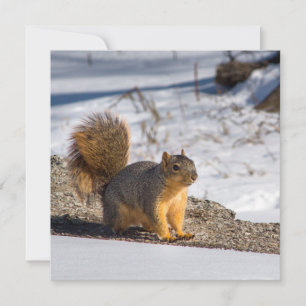 Cute squirrel in the snow holiday card