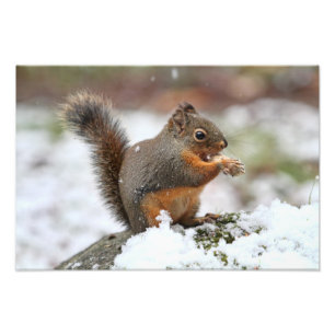 Cute Squirrel in the Snow Photo Print