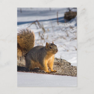 Cute squirrel in the snow postcard