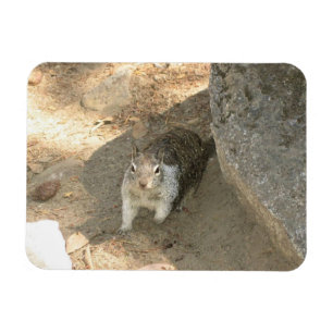 Cute Squirrel in Yosemite, CA Magnet