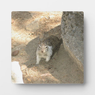 Cute Squirrel in Yosemite, CA Plaque