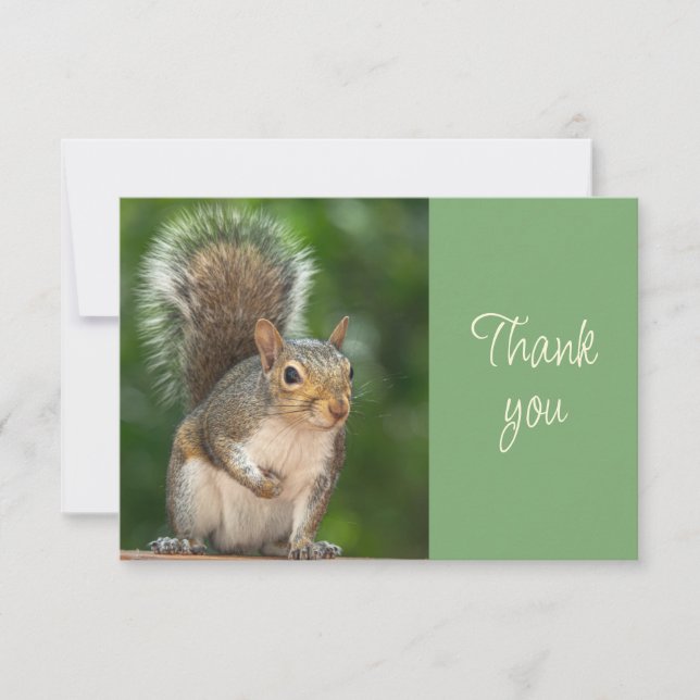 Cute Squirrel Looking Thankful  Thank You Card (Front)