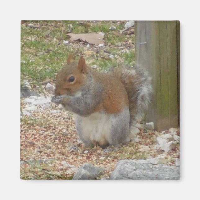 Cute Squirrel Magnet (Front)