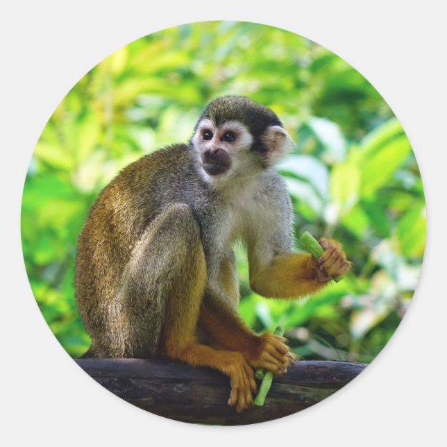 Cute squirrel monkey classic round sticker (Front)