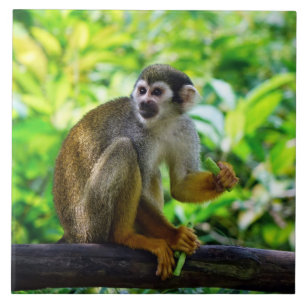 Cute squirrel monkey tile