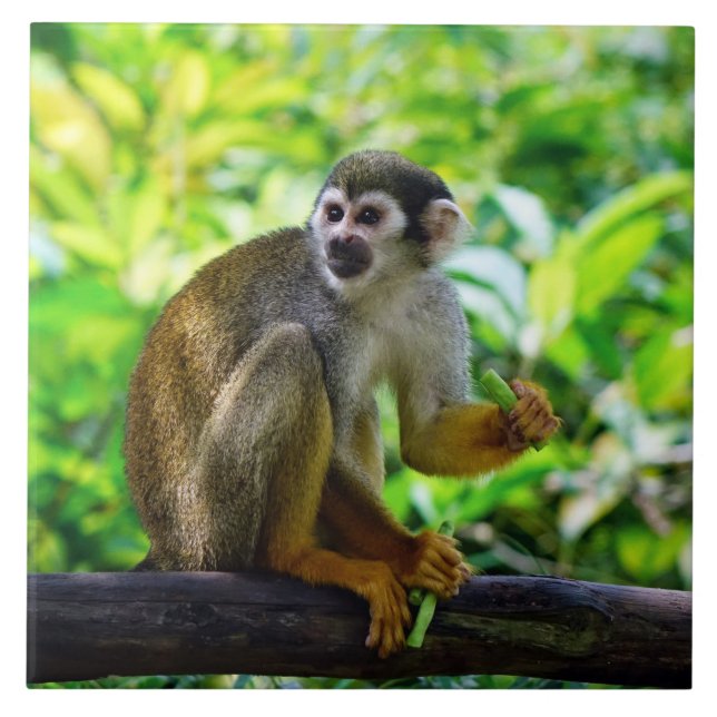Cute squirrel monkey tile (Front)
