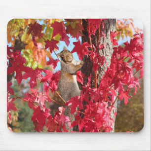 Cute Squirrel Mouse Pad