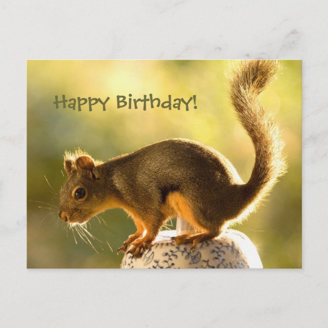 Cute Squirrel on a Cookie Jar Postcard (Front)