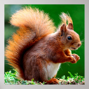 Cute Squirrel on Grass Poster