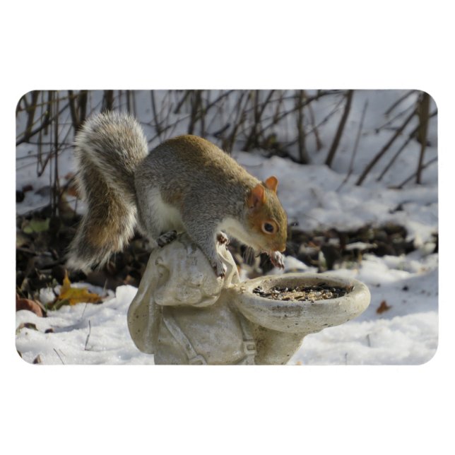 Cute Squirrel On Rabbit Bird Feeder Magnet (Horizontal)
