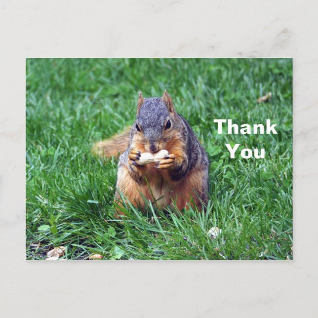 Cute Squirrel Peanut Photo Thank You Postcard (Front)