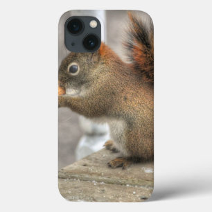 Cute Squirrel & Peanut Wildlife Photo iPhone 13 Case
