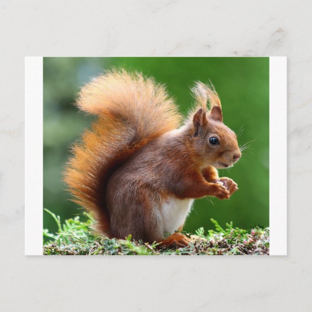 Cute Squirrel Picture Postcard (Front)