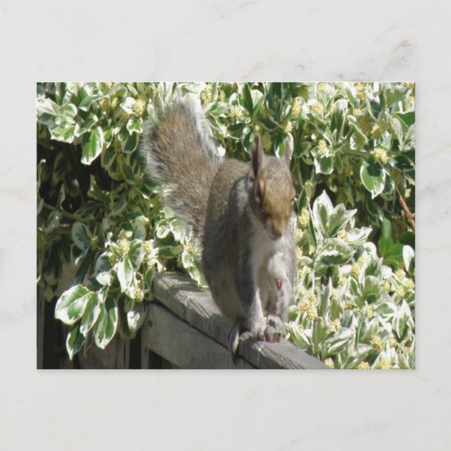 Cute Squirrel Postcard (Front)