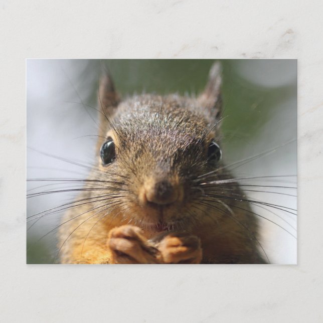 Cute Squirrel Smiling Macro Photo Postcard (Front)