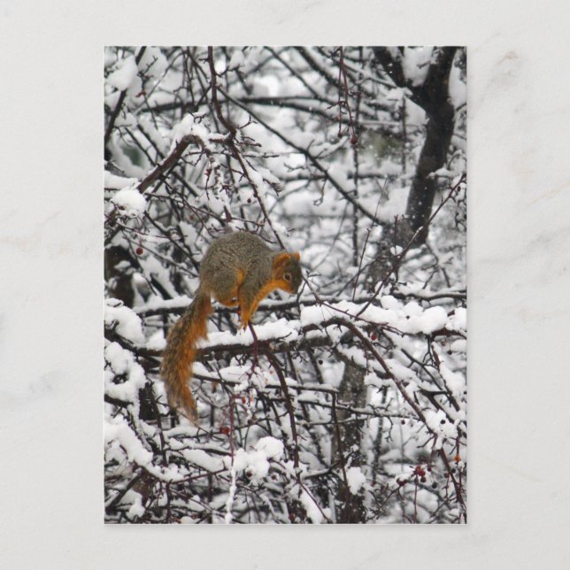 Cute Squirrel Snow Tree Postcard (Front)