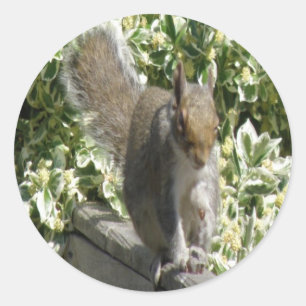 Cute Squirrel Sticker