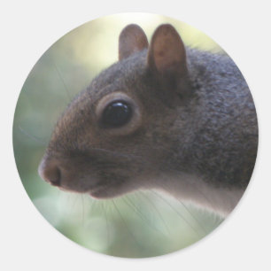 Cute Squirrel Stickers