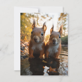 Cute Squirrels Postcard