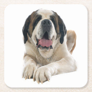 Cute St Bernard Gift Puppy Dog Lover Saint Bernard Square Paper Coaster